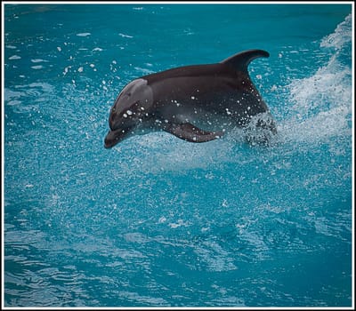 dolphin