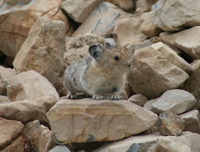 pika