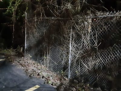 vine boom